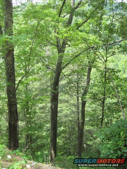 Forest scene with trees and foliage, SuperMotors logo in corner