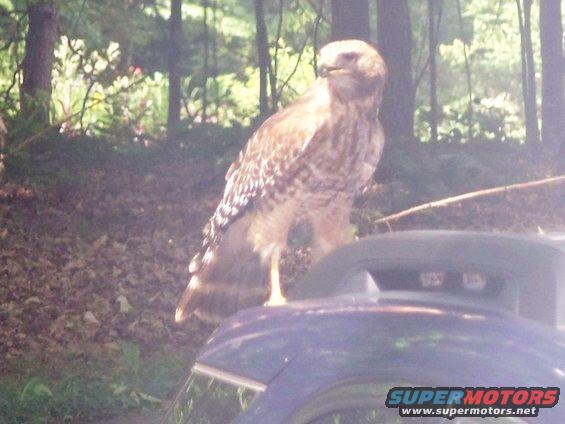 Hawk perched on the dark blue roof of a car, with trees in the background. Supermotors.net logo visible
