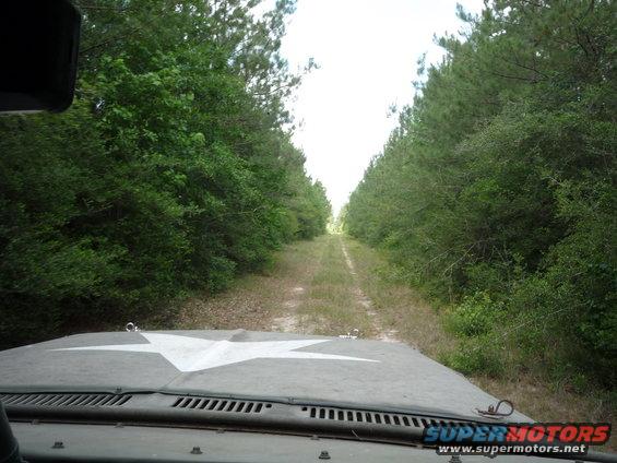 Hood of a vehicle with a white star, driving down a dirt road lined with trees