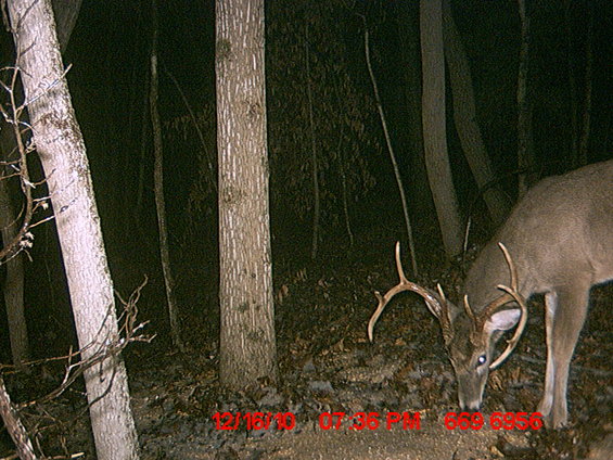 Deer with antlers in a dark forest at night, with timestamp 12/16/10 07:36 PM