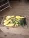 1989 Ford Bronco - A harvest of fresh yellow squash, green tomatoes, and zucchini is displayed on a rustic wooden crate.