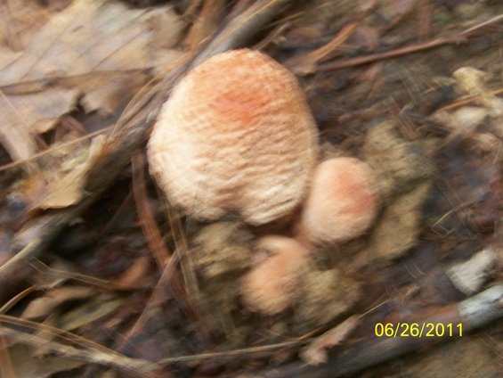 100_4181.jpg