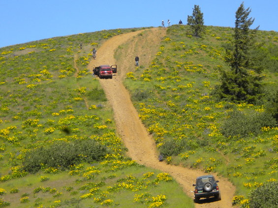 Two SUVs drive up a dirt road winding through a grassy hill dotted with yellow wildflowers. Several people are visible on the hill