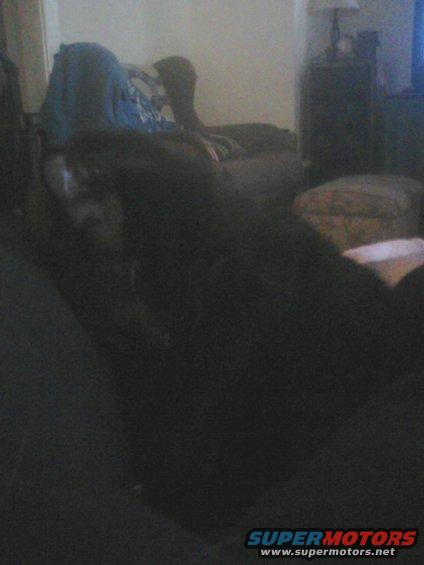 Black dog resting on a couch with a blue blanket
