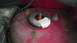 2007 Dodge Caliber - Close-up of a rusted strut mount, possibly from a car's engine bay, with white packing material.