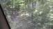 1989 Ford Bronco - A dark SUV navigates a dirt road through a dense forest.