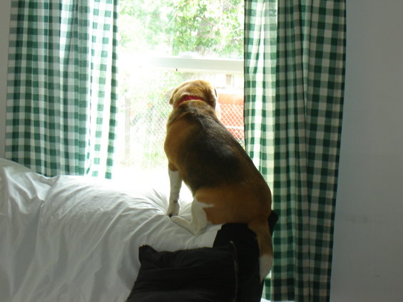 dsc00209.jpg wow! now i see why cats love to look out windows?