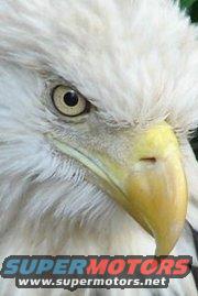 Close-up of a bald eagle's face. Text at bottom says SUPERMOTORS www.supermotors.net