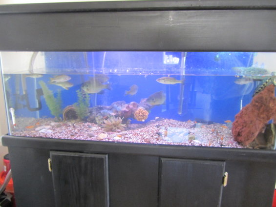 Fish tank with gravel, plants, and several fish swimming