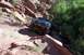 1990 Ford Bronco - Mike on the first climb obstacle up Cliffhanger (broke a 60 rear shaft here)