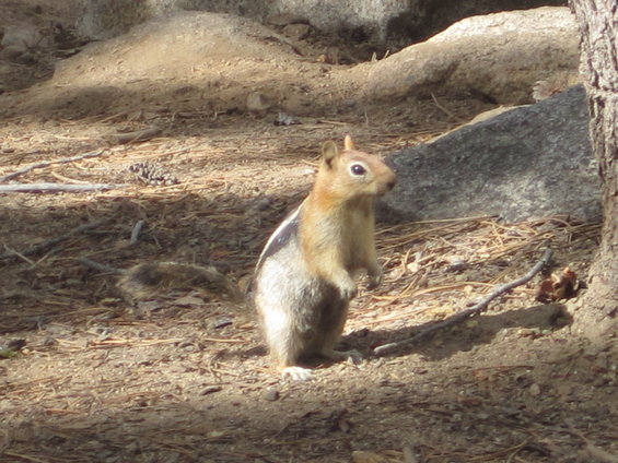 Chipmunk standing alert on forest floor