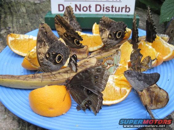 Butterflies eating oranges and bananas on a blue plate. Sign says 'Do Not Disturb'