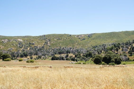 Rural landscape with dry grass in the foreground and a tree-covered hill under a clear blue sky