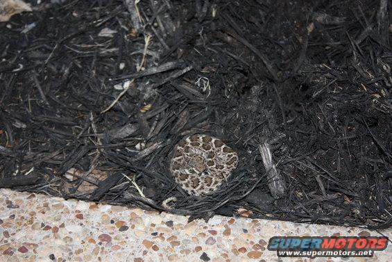 Rattlesnake coiled in dark mulch next to a concrete border