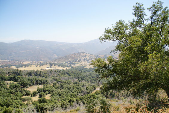 Hazy mountain landscape with trees in the foreground