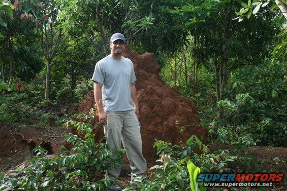 Man in a t-shirt and cargo pants stands before a large, brown termite mound in a lush, green forest