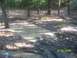 1989 Ford Bronco - A muddy forest trail with several large puddles and visible tire tracks, dated 01/01/2008.