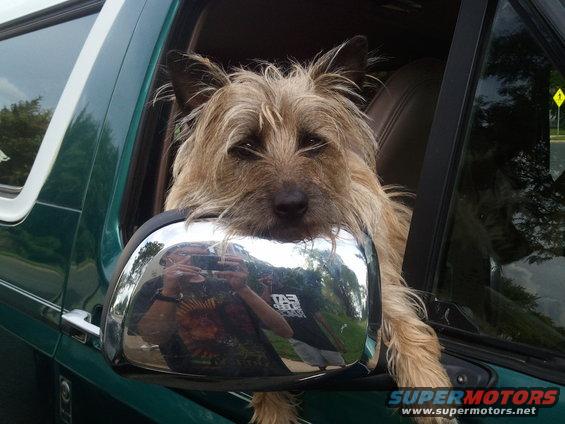 Green SUV with a shaggy dog looking out the window, chrome side mirror reflects the photographer