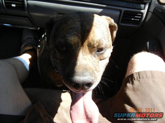 Dog sticking tongue out in car interior