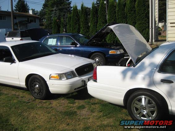 Three Ford Crown Victorias parked in a grassy yard, two white and one blue. The blue car and one white car have hoods open