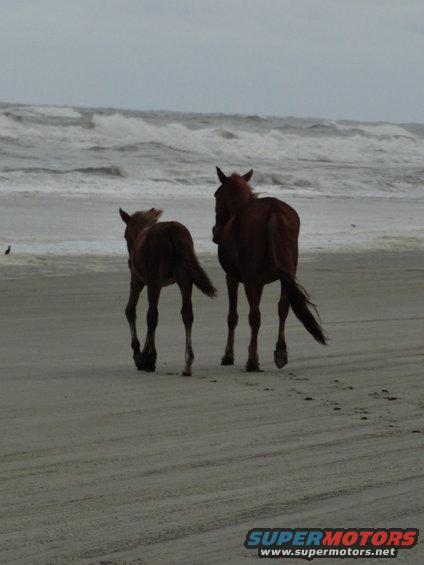 Two horses walk on a sandy beach with waves in the background