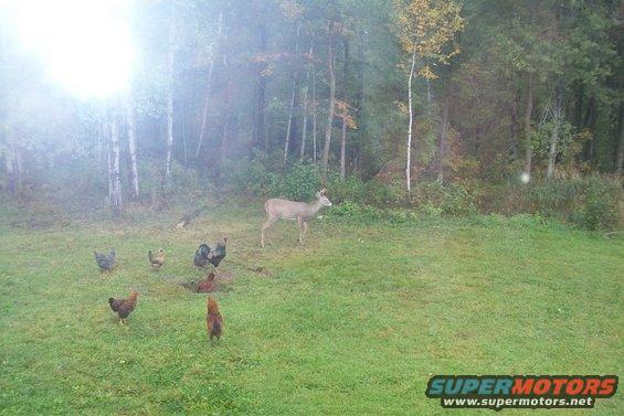 Deer and chickens in a yard with trees in the background. Supermotors logo in corner