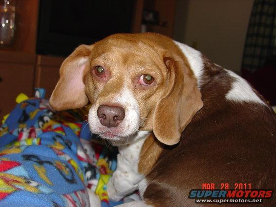 Beagle dog with droopy ears and sad eyes, resting on a colorful blanket