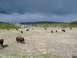 2006 Ford E350 - A herd of bison roam a grassy field, with a backdrop of dead trees and a dramatic, dark sky.