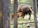 2006 Ford E350 - A bison family grazes by a river, framed by trees in a natural landscape.