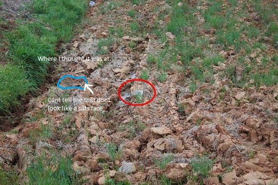 Cat in a field, circled in red