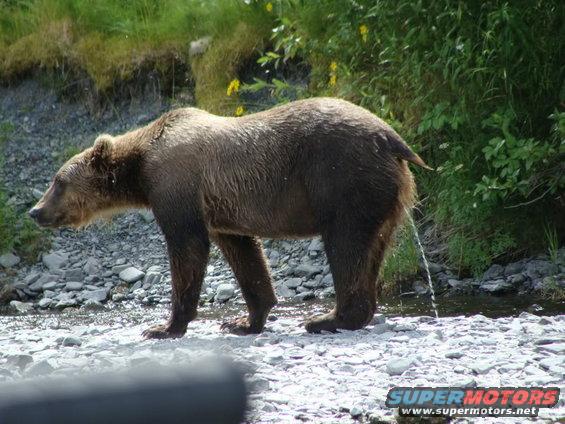 Bear urinating in a rocky stream bed with green foliage in background