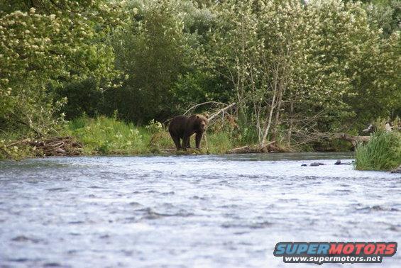 Bear standing on the bank of a river with trees in the background