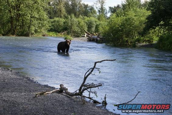 Bear standing in a river with trees and brush in the background