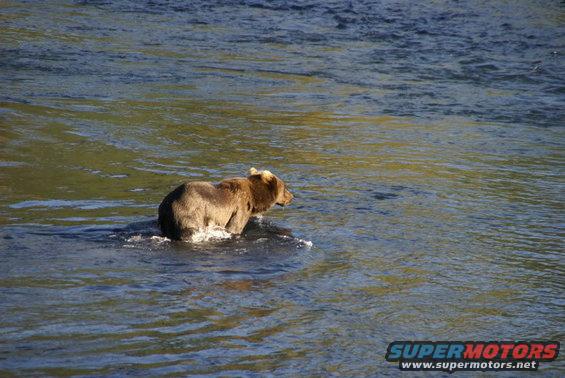 Brown bear wading in shallow water, looking to the right