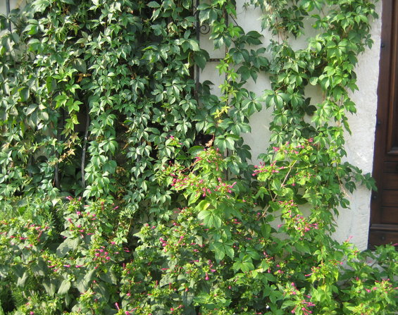 Green ivy and small pink flowers climb a textured white wall next to a dark wooden door