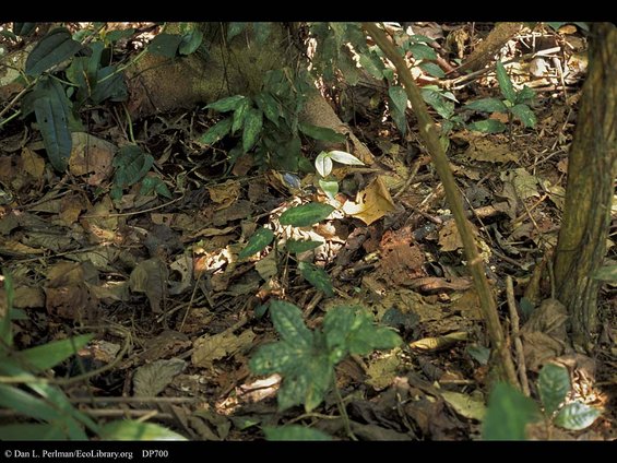Forest floor covered in fallen leaves and some green plants. A large tree trunk is visible on the right