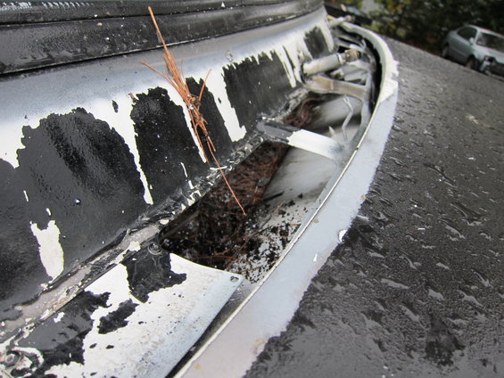 Black windshield cowl with peeling white paint, filled with pine needles and dirt. A silver car is visible in the background