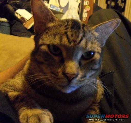tabby cat looking at the camera, sitting on someone's lap