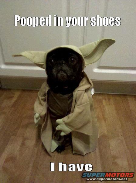 Black pug in a Yoda costume stands on a wooden floor