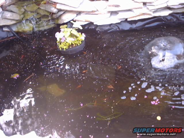 Pond with fish, plants, and a fountain, bordered by rocks
