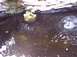 1990 Ford Bronco - A view of a pond with aquatic life and a water feature, surrounded by decorative stones.