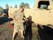 1995 Ford Bronco