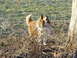 1995 Mercury Grand Marquis - Collie dog in brush with "SUPER MOTORS" watermark visible.