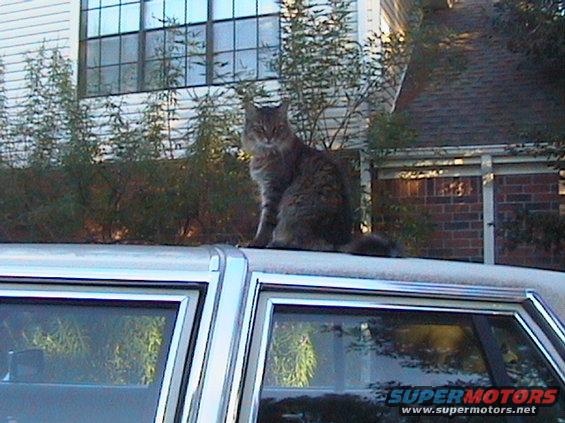 mah kitty on top