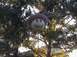 1989 Ford LTD Crown Victoria photo