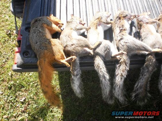 Several dead squirrels laid out in the bed of a pickup truck
