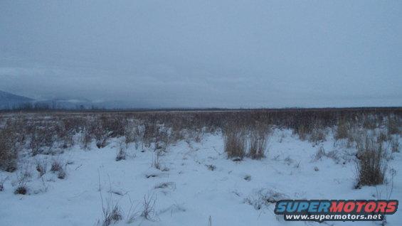 snowy field with dry grass and overcast sky