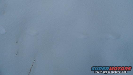Snowy ground with faint tracks