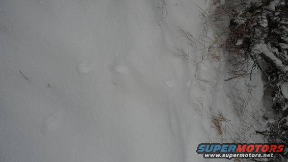 Snowy ground with animal tracks and dry vegetation on the right