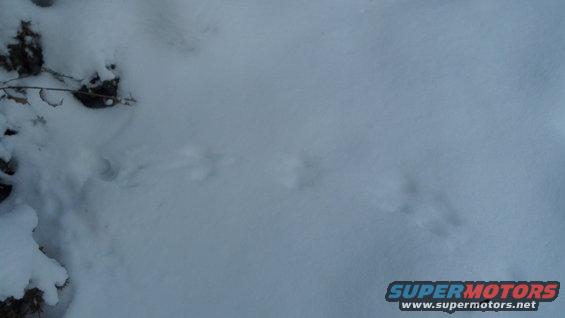 animal tracks in snow